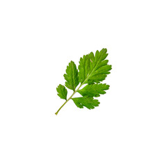 Green twig leaf isolated on white background. Cut out foliage branch