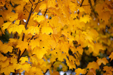 Bright yellow golden maple foliage