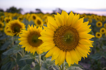 Fototapeta premium Sunflowers on the background of the sunset.