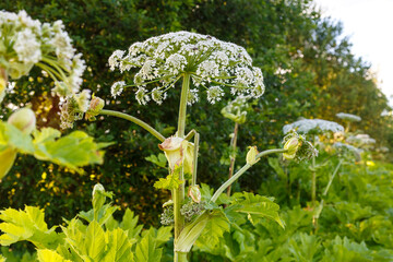 Hogweed is a poisonous weed plant in bloom growing in an abandoned field.