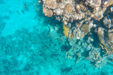 Fototapeta na wymiar a coral reef with living inhabitants is visible through the azure water