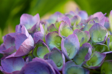 Purple flowers in garden.
