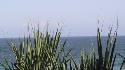 Fototapeta premium grass on the lake