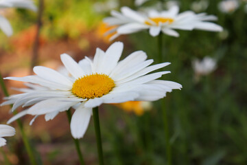 daisies in a field