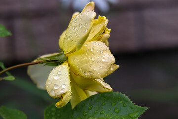 Fototapeta na wymiar Yellow rose with rain drops