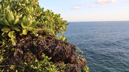 grass on the sea