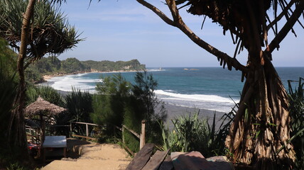 beach and palm trees