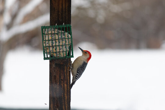 Red bellied woodpecker ready to get some suet from the birdfeeder attached to post on my deck