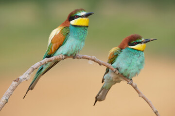 Bee eater birds sitting on sprig