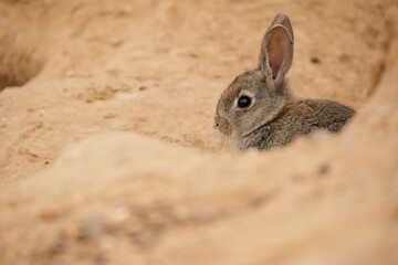 Cute rabbit behind sandstone formation