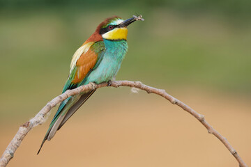 Bee eater bird with fly in beak