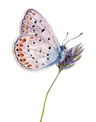 Watercolor the common blue butterfly or European common blue. Polyommatus icarus isolated on white background. Hand drawn painting insect illustration. © Екатерина Роменская