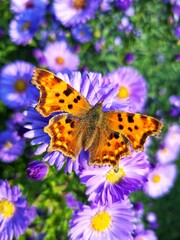 The beauty of nature from Latvia