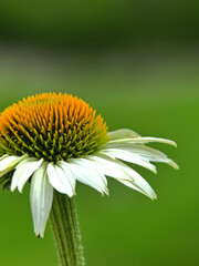 Meise, Belgium - March 2022 - Visit to the magnificent 92-hectare botanical garden of Meise	