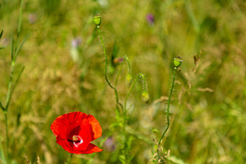 red poppy in the field