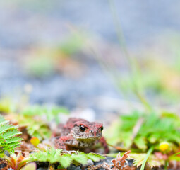 Tiny Common toad