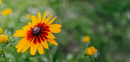 yellow flowers in the garden