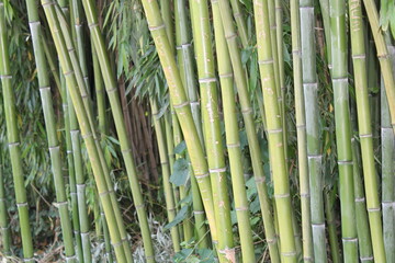 Bamboo forestry, also known as bamboo farming, cultivation, agriculture or agroforestry