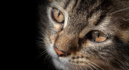 portrait of a cutte tabby kitten
