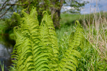 Young fern curly spiral buds on green grass leaves. Spring forest background
