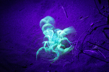 A sand scorpion glowing florescent green under an ultraviolet light moves while the photo is taken...