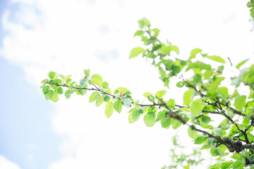 Lush green leaf, purity nature background. Green leaves on elm tree. Nature spring and summer banner. Plants against the blue sky concept. Trees branch isolated on white background