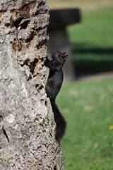 Black Eastern Grey squirrel perched on a tree trunk