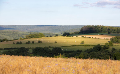 landscape with corn field and flowers in belgian ardennes near han sur lesse and rochefort