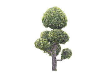 Dwarf  or Espaliers  isolated on white background. Save with clipping path. Tree isolated on white...