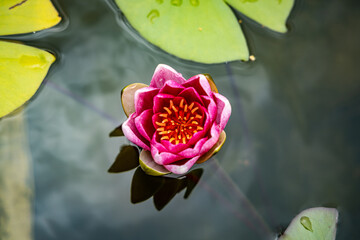 pink water lily flower on the water surface