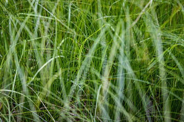 very dense green lush grass, detail