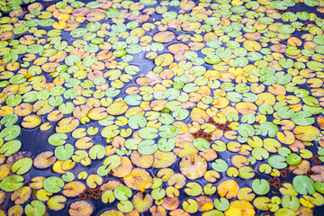 small green and yellow water lily leaves on the surface of the lake