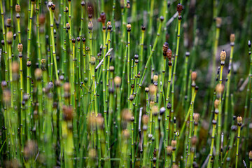 detail of green and brown grass on the meadow