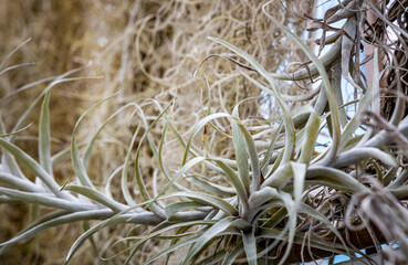 detail large tropical succulent dry plant