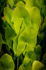 detail of large green wet leaves of a tropical plant
