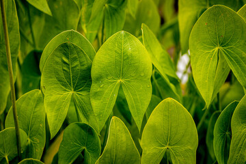 detail of large green wet leaves of a tropical plant