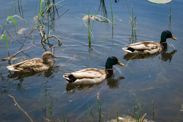 Birds and animals in wildlife concept. Female and two male mallards swim in the pond in search of food. Amazing wild ducks are swimming in a lake or river with blue water under the sunlight.