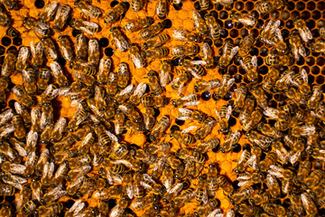 Bees on a frame in a hive.