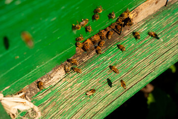 Bees on a beehive on a summer day. Selective focus