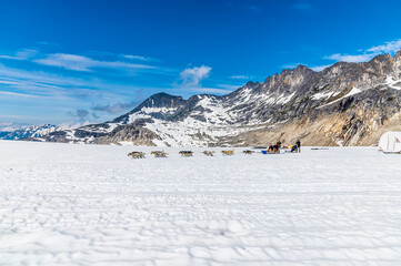 Fototapeta na wymiar A view of a dog sleigh on the Denver glacier close to Skagway, Alaska in summertime