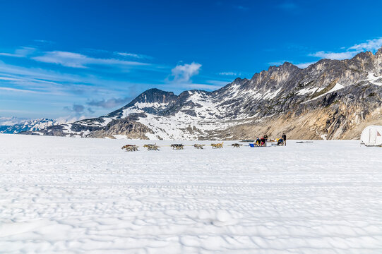 A view of a dog sleigh on the Denver glacier close to Skagway, Alaska in summertime