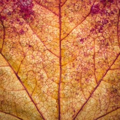 Obraz premium close up of red maple leaf