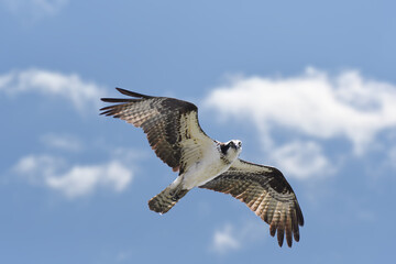 osprey in flight under a blue sky, with clouds