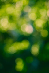 abstract green nature bokeh Background. High quality photo