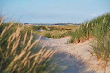 Dunes at german North sea coast in summer sunlight. High quality photo