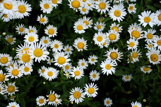 background of white field daisies 