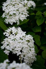white hydrangea with small flowers 