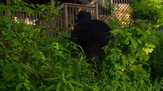 other bigfoot creature in yard