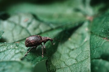 Closeup shot of vine weevil on a plant leaf