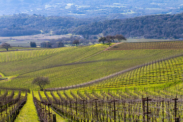 Fototapeta na wymiar Vineyard Panoramic. Springtime green landscape with yellow mustard is growing in a very large vineyard. Trees are in the middle ground and distance. Mountains and blue sky is in the background.